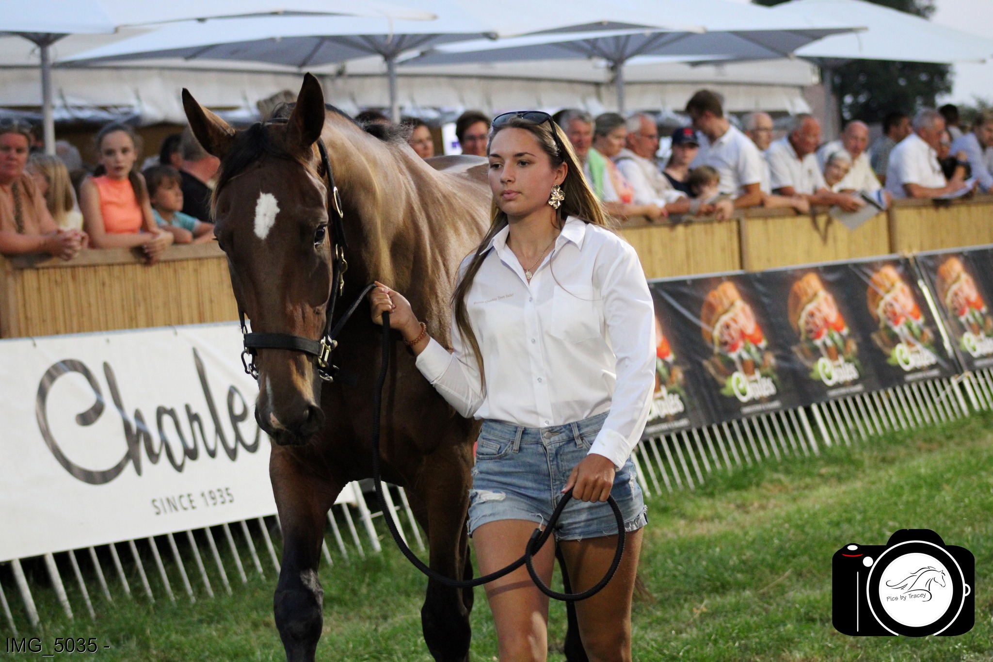 Successful first edition of the Ruislé Quality Trot Sale